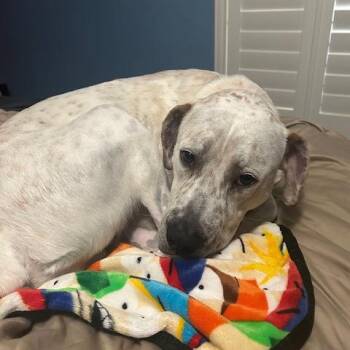 Boxer Dogs Available for Adoption in Phoenix, Arizona - Walter | PetCurious