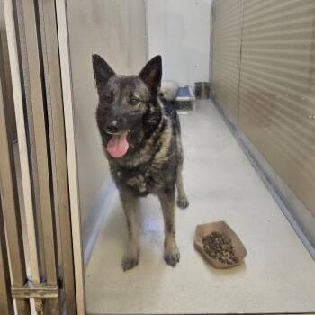 Max -  Norwegian Elkhound Dog for Adoption in Phoenixville, Pennsylvania - Max | PetCurious