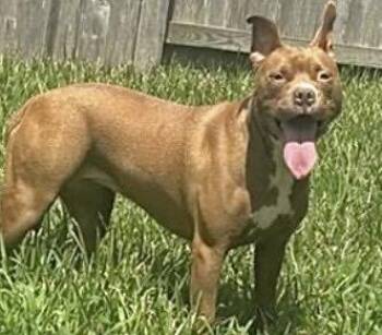 LOLA -  Pit Bull Terrier Dog for Adoption in Houston, Texas - LOLA | PetCurious
