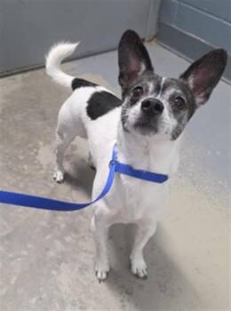 GIZMO -  Chihuahua and Mixed Breed Dog for Adoption in Tallahassee, Florida - GIZMO | PetCurious