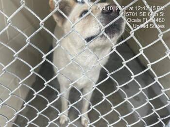 Rescue Husky and Labrador Retriever Dogs for Adoption in Ocala, Florida - A370664 | PetCurious