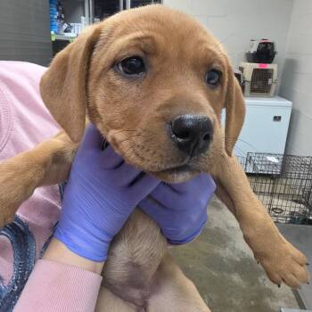 Rescue Labrador Retriever and Boxer Dogs for Adoption in Clanton, Alabama - Aliza | PetCurious