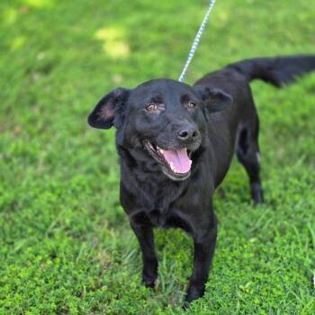 Pepper -  Black Labrador Retriever Dog for Adoption in Jasper, Indiana - Pepper | PetCurious