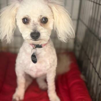 Summer -  Miniature Poodle Dog for Adoption in Phoenix, Arizona - Summer | PetCurious