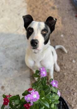 Patches -  American Bulldog Dog for Adoption in Sadler, Texas - Patches | PetCurious