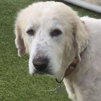 Great Pyrenees Dogs Available for Adoption - Clifford | PetCurious