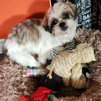 Shih Tzu Dogs Available for Adoption in London, Ontario - Macie | PetCurious