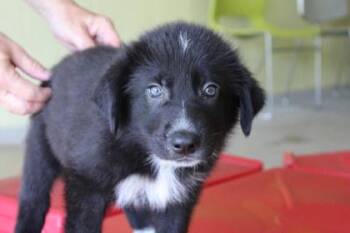 Kyle -  Great Pyrenees and Mixed Breed Dog for Adoption in Kansas City, Missouri - Kyle | PetCurious