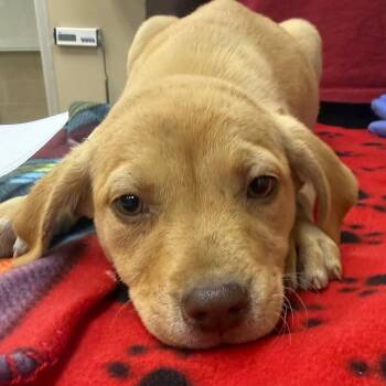 English Bulldog and Labrador Retriever Dogs Available for Adoption in Birmingham, Alabama - Dymond | PetCurious