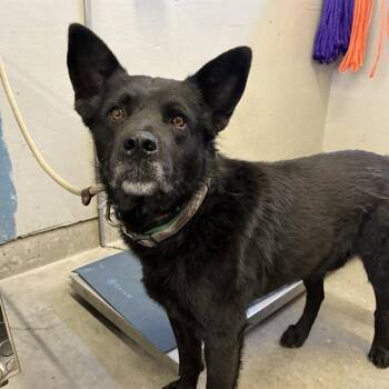 Australian Shepherd and Labrador Retriever Dogs Available for Adoption in Camarillo, California - RAPTOR | PetCurious