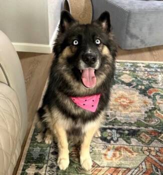 Teddy -  Husky and German Shepherd Dog Dog for Adoption in Anthem, Arizona - Teddy | PetCurious