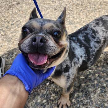Rescue French Bulldog Dogs for Adoption in Pearland, Texas - Stormie | PetCurious
