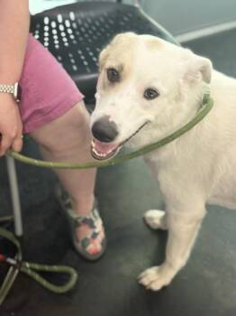 Lolo -  Mixed Breed Dog for Adoption in Memphis, Tennessee - Lolo | PetCurious