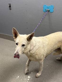 CELIA MAE -  German Shepherd Dog Dog for Adoption in Las Vegas, Nevada - CELIA MAE | PetCurious