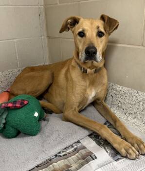 Rescue Doberman Pinscher and Labrador Retriever Dogs for Adoption in Carrollton, Texas - Jimmy | PetCurious