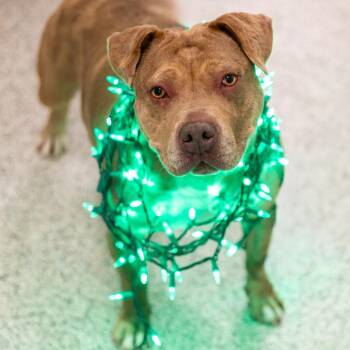 Pit Bull Terrier Dogs Available for Adoption in Wilmington, Delaware - Precious | PetCurious