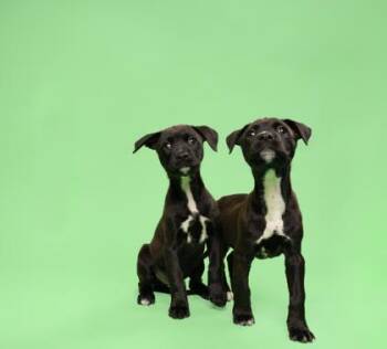 Mixed Breed Dogs Available for Adoption in Fort Worth, Texas - Sydney | PetCurious
