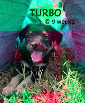 Chiweenie and Miniature Schnauzer Dogs Available for Adoption in Bastrop, Texas - Turbo | PetCurious