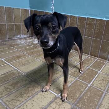 IVHS-A-139565 -  Chihuahua Dog for Adoption in San Gabriel, California - IVHS-A-139565 | PetCurious