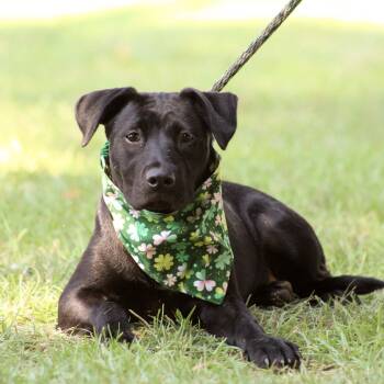 Enola -  Catahoula Leopard Dog and Labrador Retriever Dog for Adoption in Columbia, South Carolina - Enola | PetCurious