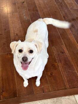 Rescue Chihuahua Dogs for Adoption in Baker, Louisiana - Lucy | PetCurious