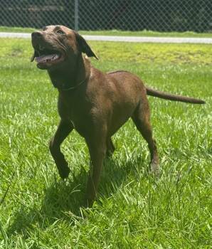 Libby -  Labrador Retriever and Mixed Breed Dog for Adoption in Kingsland, Georgia - Libby | PetCurious