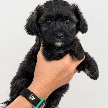 Snickerdoodle -  Mixed Breed Dog for Adoption in Wappingers Falls, New York - Snickerdoodle | PetCurious
