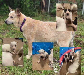 Rescue Australian Cattle Dog Blue Heeler Dogs for Adoption in Brookshire, Texas - Coati | PetCurious