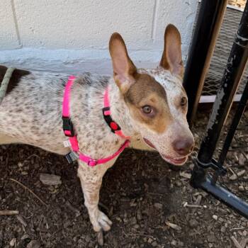 Hailey -  Cattle Dog and Mixed Breed Dog for Adoption in Falls Church, Virginia - Hailey | PetCurious