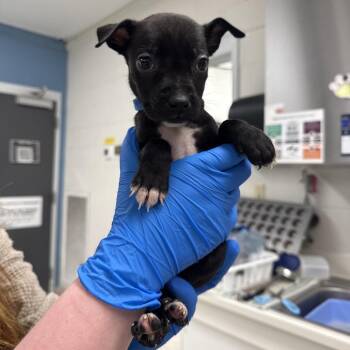 Mixed Breed Dogs Available for Adoption in Indianapolis, Indiana - Taylor | PetCurious