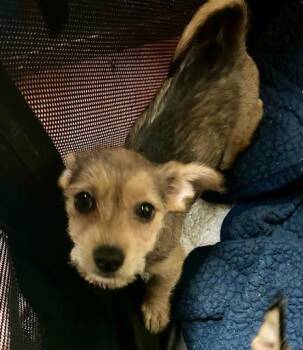 Rescue Mixed Breed Dogs for Adoption in Huntington Beach, California - Hawkeye | PetCurious