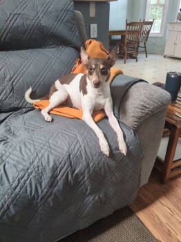 Rescue Miniature Pinscher Dogs for Adoption in Muskegon, Michigan - Artie | PetCurious