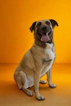 Rescue German Shepherd Dog Dogs for Adoption in Burlington, New Jersey - Ranger | PetCurious