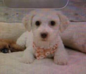 Judy -  Bichon Frise Dog for Adoption in Washington, District Of Columbia - Judy | PetCurious