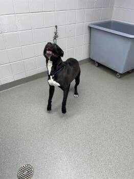 WYATT -  Boxer and Mixed Breed Dog for Adoption in Omaha, Nebraska - WYATT | PetCurious