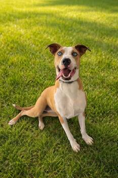 Catahoula Leopard Dog Dogs Available for Adoption - Freckles | PetCurious