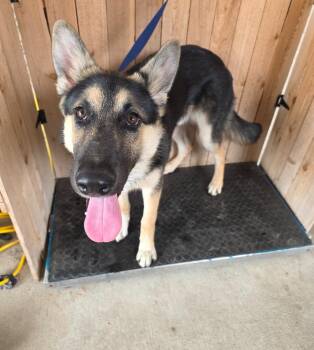 German Shepherd Dog Dogs Available for Adoption in Missouri City, Texas - Palomo | PetCurious