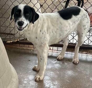 Rescue Mixed Breed Dogs for Adoption in Bruce, Mississippi - Bella | PetCurious