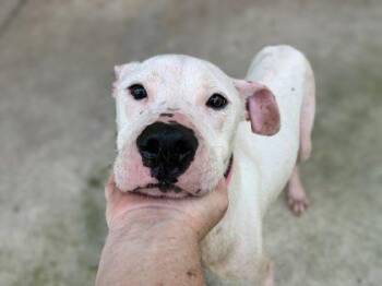 Ghost -  Mixed Breed Dog for Adoption in Gainesville, Florida - Ghost | PetCurious