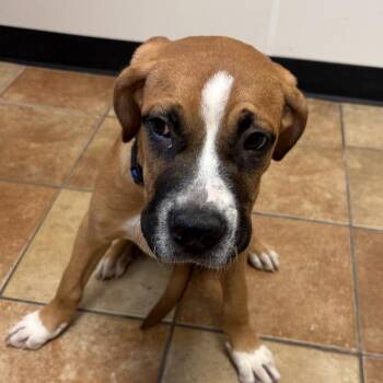 FWT Beef Cake -  Boxer and Mixed Breed Dog for Adoption in Midland, Texas - FWT Beef Cake | PetCurious
