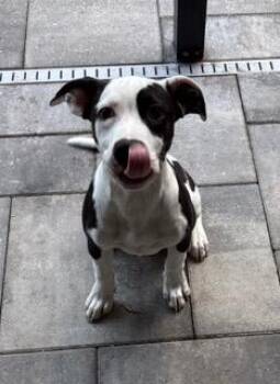 Moocow -  Mixed Breed Dog for Adoption in Wekiwa Springs, Florida - Moocow | PetCurious