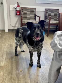Millie -  Australian Cattle Dog Blue Heeler and Border Collie Dog for Adoption in Jamestown, North Dakota - Millie | PetCurious
