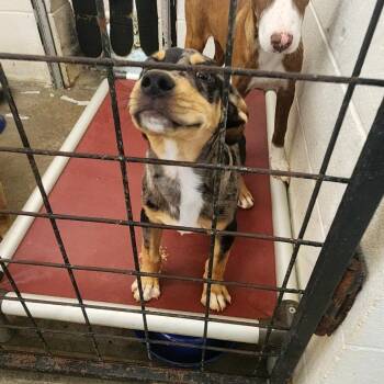CT Stimpy -  Australian Cattle Dog Blue Heeler and Mixed Breed Dog for Adoption in Stormville, New York - CT Stimpy | PetCurious