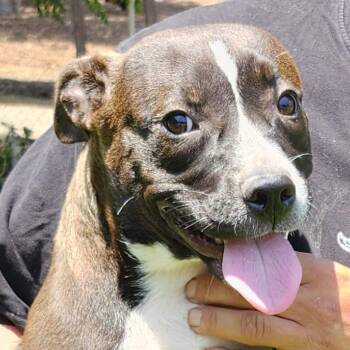 Rescue Pit Bull Terrier Dogs for Adoption in Burbank, California - Lulu | PetCurious