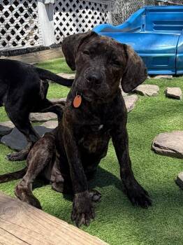 Mixed Breed Dogs Available for Adoption in Dunmore, Pennsylvania - Harry | PetCurious