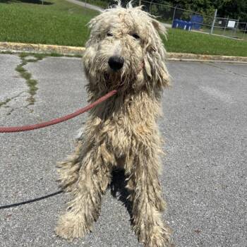 Max -  Mixed Breed and Poodle Dog for Adoption in Corinth, Mississippi - Max | PetCurious