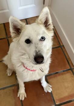 Jesse -  German Shepherd Dog and Siberian Husky Dog for Adoption - Jesse | PetCurious
