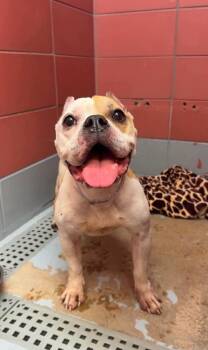 Melody -  American Bulldog Dog for Adoption in Aurora, Colorado - Melody | PetCurious