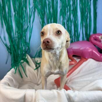 Daisy -  Chihuahua Dog for Adoption in Fresno, California - Daisy | PetCurious