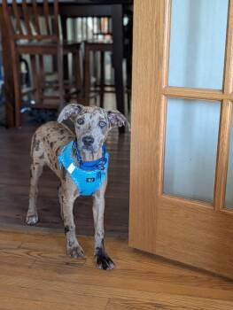 Joncy -  Catahoula Leopard Dog Dog for Adoption in Waunakee, Wisconsin - Joncy | PetCurious